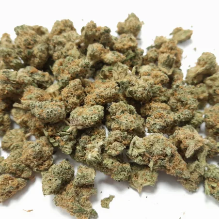 Flores-cbd-petite-tete-indoor-hydro-suisse-banana-berry