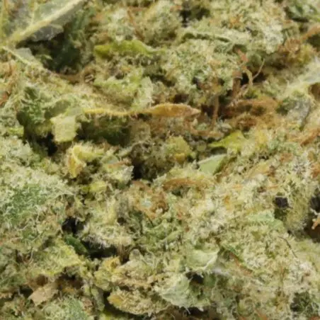 cbd-flor-ghost-us-indoor-hydro-2