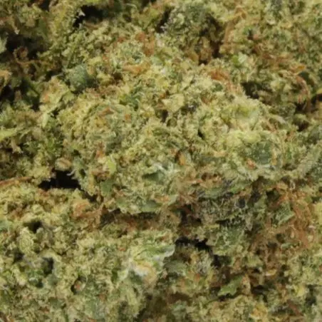 cbd-flower-diamond-og-indoor-hydro-2