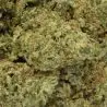 cbd-flower-diamond-og-indoor-hydro-2 cbd-flower-diamond-og-indoor-hydro-2
