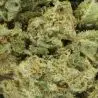 cbd-fiore-amnesia-us-indoor-hydro-2 cbd-fiore-amnesia-us-indoor-hydro-2