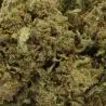 cbd-flower-bubble-gum-greenhouse-premium-2 cbd-flower-bubble-gum-greenhouse-premium-2