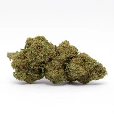 cbd-blume-og-kush-gewächshaus-premium-1