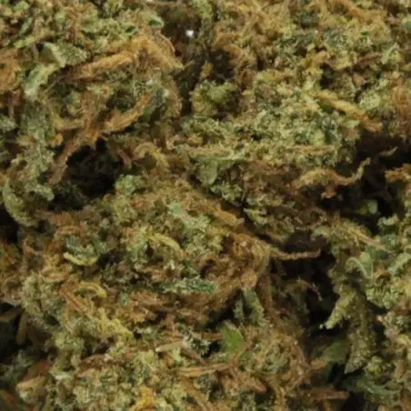 cbd-blume-og-kush-gewächshaus-premium-2