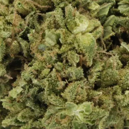 cbd-flower-tropical-og-greenhouse-premium-2