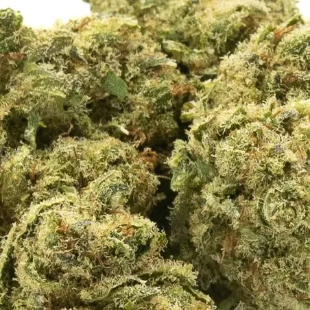 Flower-cbd-G-13-2