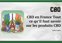 CBD en France : Tout ce qu’il faut savoir sur les produits CBD (Guide complet)