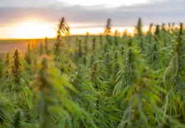 Hemp through the Centuries: A Plant with Many Uses